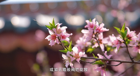 雙清區(qū)：灼灼桃花映春色