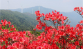 新邵：千亩映山红燃作十里春潮