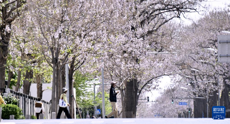 北京亦莊：泡桐大道花盛開
