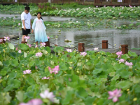 夏日賞荷
