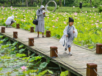 夏日賞荷
