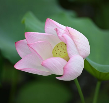 夏日賞荷