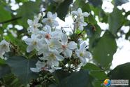 城步：木油桐進入花期 山林飛起“五月雪”