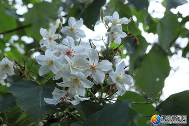 城步：木油桐進(jìn)入花期 山林飛起“五月雪”