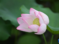 夏日賞荷

