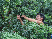 浙江慈溪：楊梅之鄉(xiāng)開啟豐收季
