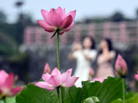 夏日荷花綻放
