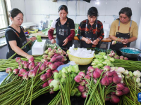 浙江武義：荷花產(chǎn)業(yè)助致富
