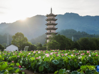 浙江武義：荷花產(chǎn)業(yè)助致富
