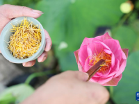 浙江武義：荷花產(chǎn)業(yè)助致富
