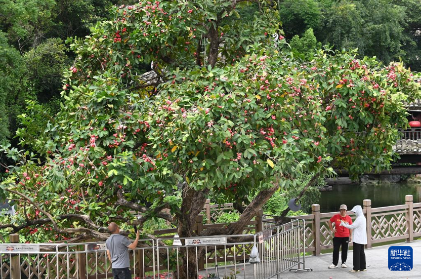 廣西南寧：夏日路樹果飄香
