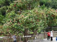 廣西南寧：夏日路樹果飄香
