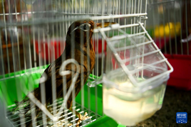 西安：放飛野生鳥類回歸自然