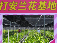 海南白沙：兰花产业助力乡村振兴
