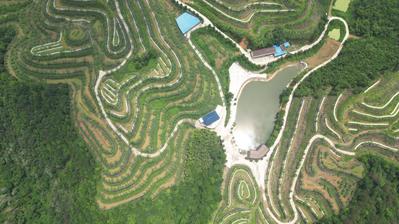 城步：千畝高山果園忙“梳妝”