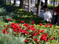 月季花扮靚北京道路
