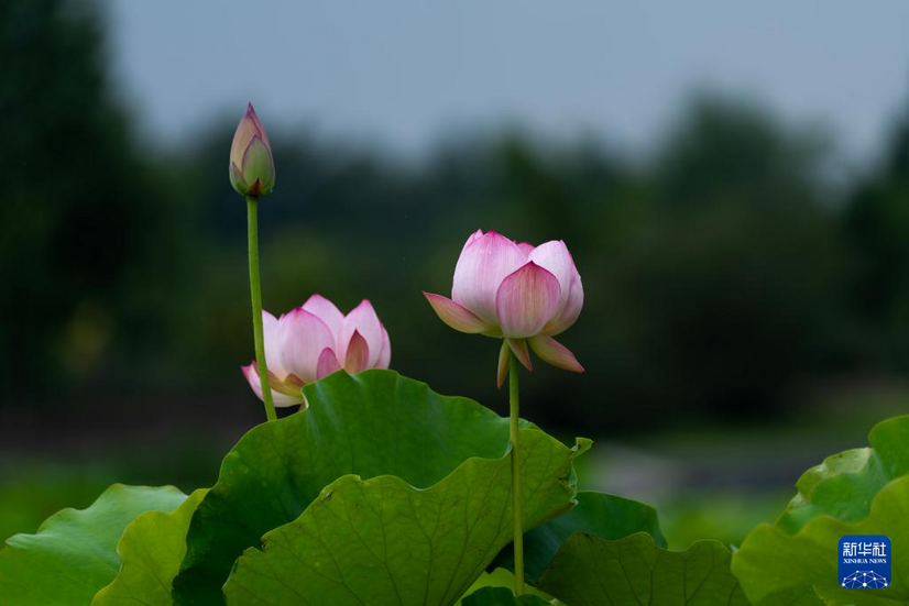 夏日美荷
