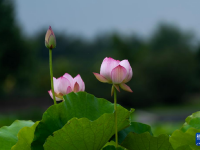 夏日美荷
