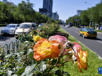月季花扮靚北京道路
