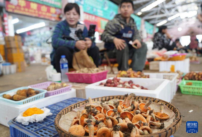云南昆明：野生菌大量上市
