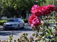 月季花扮靚北京道路
