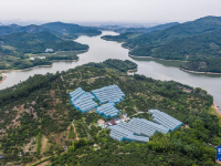浙江慈溪：楊梅之鄉(xiāng)開啟豐收季
