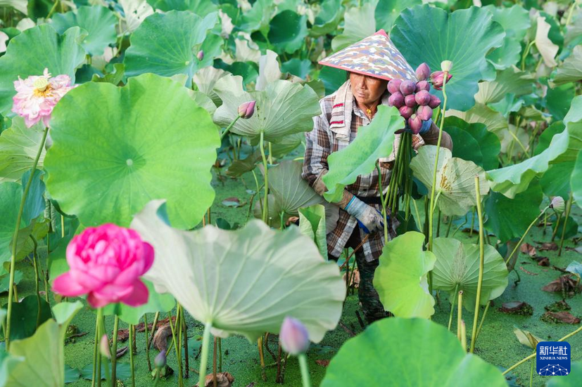浙江武義：荷花產(chǎn)業(yè)助致富

