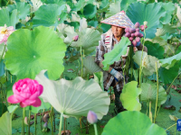浙江武義：荷花產(chǎn)業(yè)助致富
