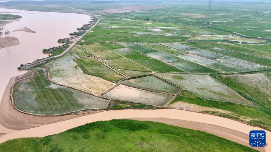 夏日黃河生態(tài)美
