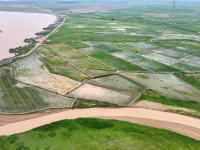夏日黃河生態(tài)美
