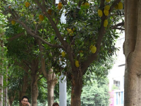 廣西南寧：夏日路樹果飄香
