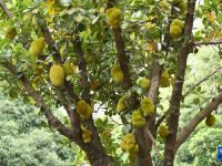 廣西南寧：夏日路樹果飄香

