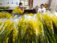 海南白沙：兰花产业助力乡村振兴
