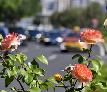 月季花扮靓北京道路