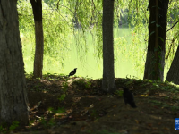 西安：放飛野生鳥類回歸自然
