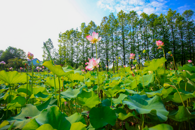 哪哪的荷花都好看！尤其是邵陽(yáng)這里→