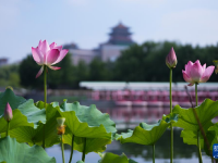 北京：夏日荷韻
