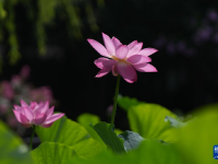 北京：夏日荷韻
