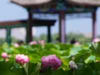 北京：夏日荷韻

