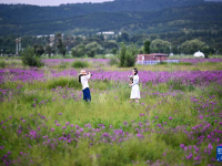 敕勒川草原引客來
