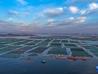 山東榮成：秋日耕海圖
