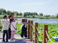 新疆：沙漠邊“長(zhǎng)出”濕地公園
