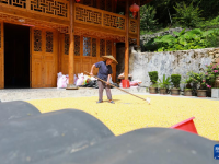 重慶秀山：農家曬秋忙
